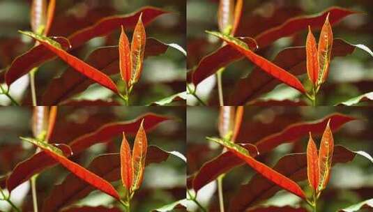 观叶植物红背桂花D高清在线视频素材下载