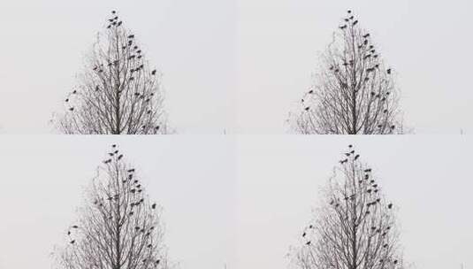 春天一群鸟在树枝上空镜高清在线视频素材下载