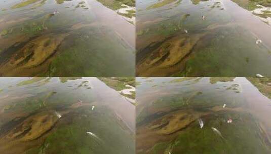 泻湖上的风筝冲浪者高清在线视频素材下载