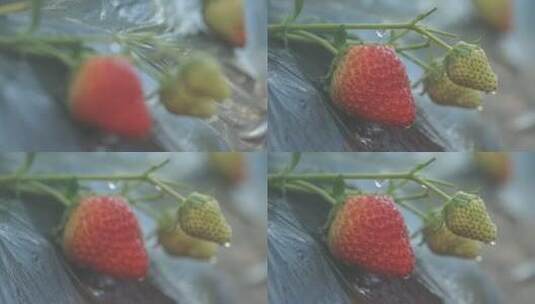 地拍辽宁丹东草莓水珠高清在线视频素材下载