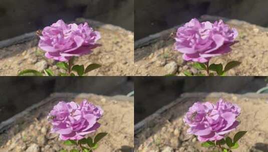 蓝色阴雨月季花花朵高清在线视频素材下载