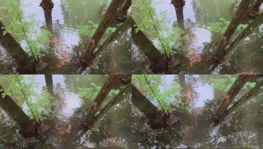 锦鲤在水中游泳高清在线视频素材下载