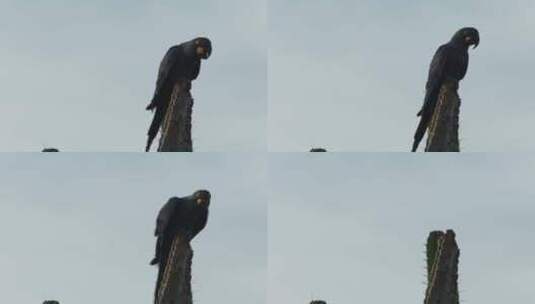 巴西卡廷加仙人掌上的李尔金刚鹦鹉高清在线视频素材下载