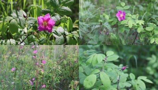 野生药用植物：野蔷薇高清在线视频素材下载