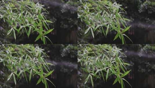 竹子竹叶雨水4k升格慢镜 沉浸式 禅意高清在线视频素材下载