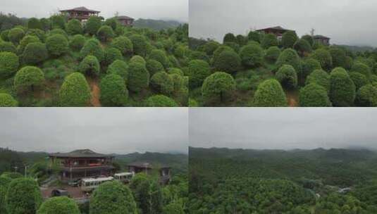 桂林之花万亩桂花园高清素材高清在线视频素材下载