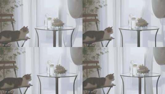 房间里的小猫趴在椅子上高清在线视频素材下载