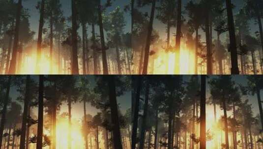 阳光下的树林逆光拍摄高清在线视频素材下载