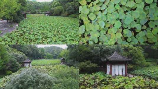 重庆九龙坡华岩寺七步荷塘荷花荷叶航拍夏天高清在线视频素材下载