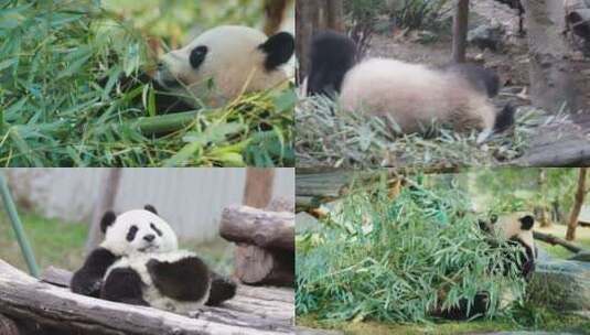 [合集]熊猫吃竹子睡觉高清在线视频素材下载