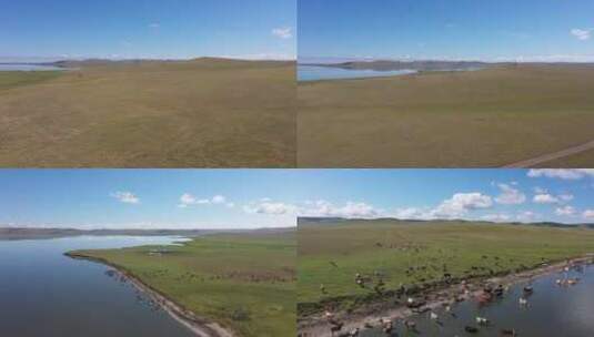 内蒙古生态修复土地复垦动物湖泊高清在线视频素材下载