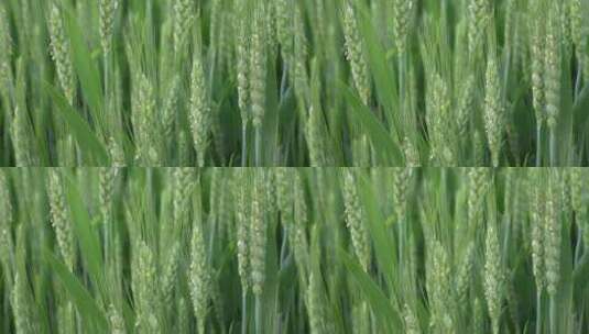 小麦扬花生长麦苗农田绿色高清在线视频素材下载