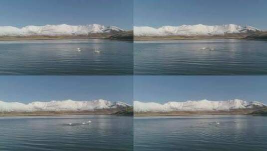 新疆赛里木湖天鹅戏水高清在线视频素材下载
