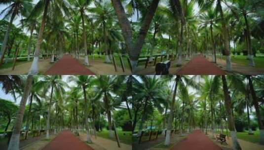 椰树 椰林 椰树林 绿荫小路 林荫小路高清在线视频素材下载