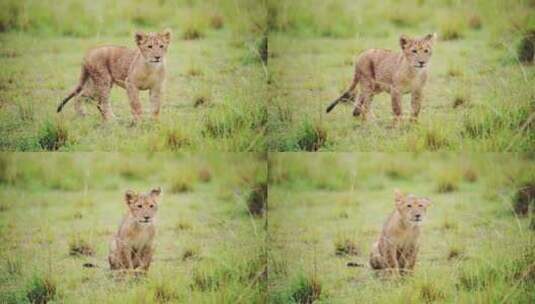 草原上的小狮子高清在线视频素材下载