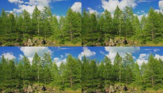自然风景森林树木蓝天白云高清在线视频素材下载