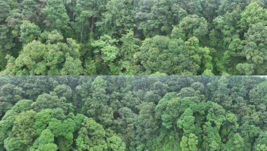 松树林俯拍树林航拍森林绿色植被山间林地高清在线视频素材下载