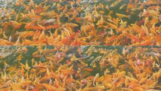 红金鱼黄金鱼海藻水波涟漪自然一群金鱼高清在线视频素材下载