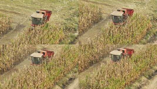 秋天收割机收割玉米高清在线视频素材下载