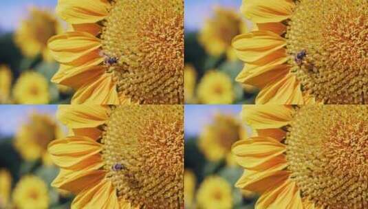 向日葵蜜蜂采蜜特写高清在线视频素材下载