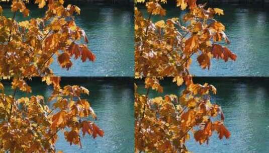 秋天河边树叶黄了 唯美秋天高清在线视频素材下载