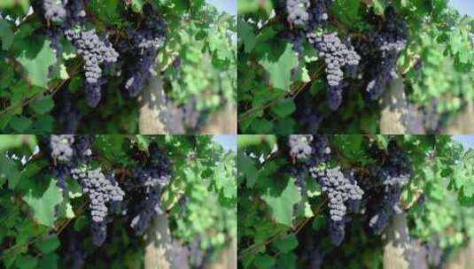 葡萄园 黑葡萄 葡萄种植高清在线视频素材下载
