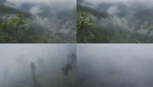 云南森林程曦雾气大自然原始植物绿色高清在线视频素材下载