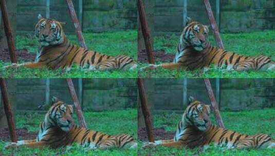 动物园老虎高清在线视频素材下载