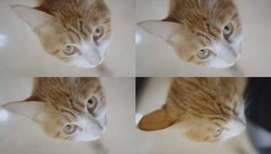 橘色家猫眼睛特写高清在线视频素材下载