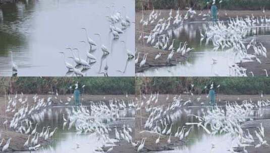 池塘、湿地里的白鹭群高清在线视频素材下载
