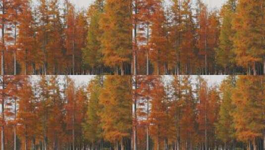 秋天湖边生长的红杉树秋景高清在线视频素材下载
