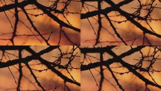 黄昏唯美枯树枝剪影空镜高清在线视频素材下载