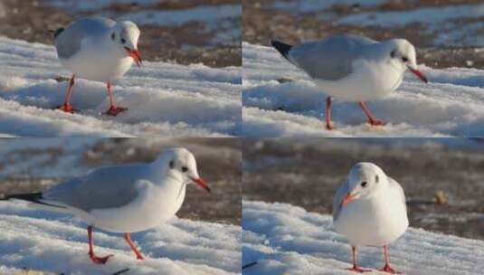 雪地觅食的海鸥高清在线视频素材下载