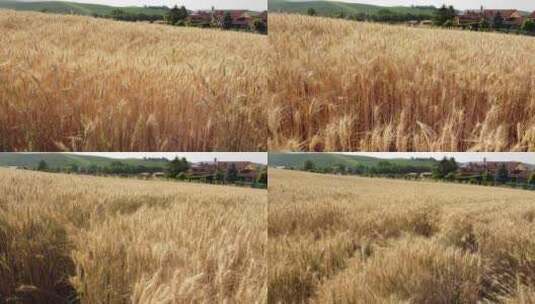 金黄色麦子 成熟的小麦高清在线视频素材下载