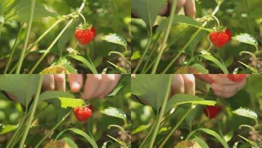 草莓 大草莓 丹东草莓 牛奶草莓高清在线视频素材下载