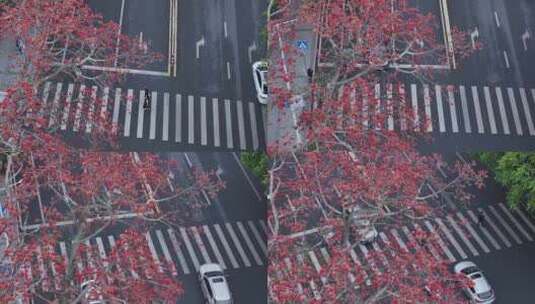 中国广东省广州市从化区街口木棉花高清在线视频素材下载
