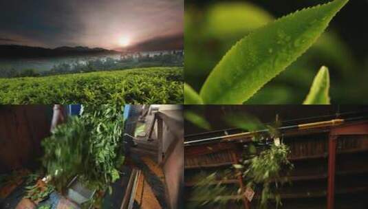 4K茶园茶叶加工生产高清在线视频素材下载