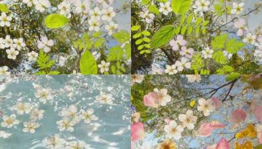4K水中的春天水中花植物精华香水广告空境高清在线视频素材下载