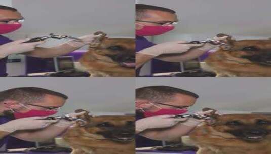 兽医使用剪刀修剪戴眼镜的狗耳朵以护理视力高清在线视频素材下载