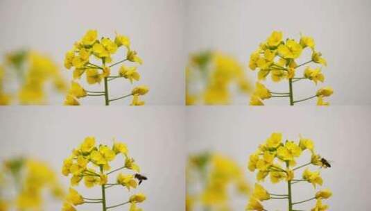 4k春天油菜花间蜜蜂采蜜微距特写高清在线视频素材下载