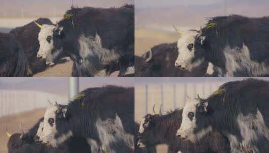 若尔盖草原牧场放牧牦牛牛群高清在线视频素材下载