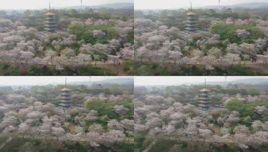 航拍武汉东湖樱花园夜景灯光秀樱花夜樱高清在线视频素材下载