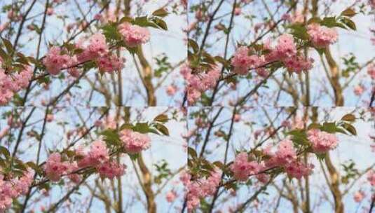 春分时节盛开的日本晚樱花实拍高清在线视频素材下载