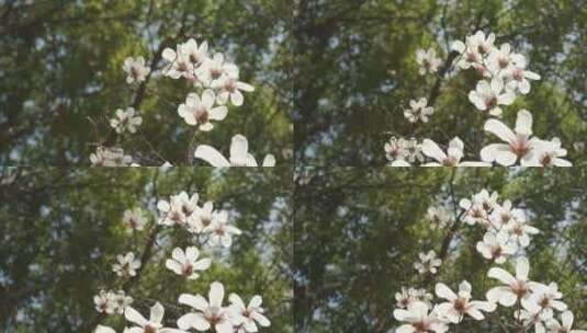 玉兰花花朵春天春暖花开空镜高清在线视频素材下载