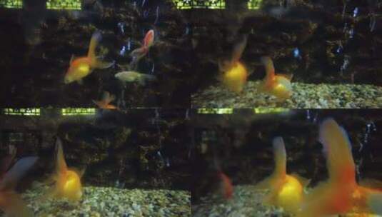 动物园的金鱼观赏鱼红白花琉金高清在线视频素材下载