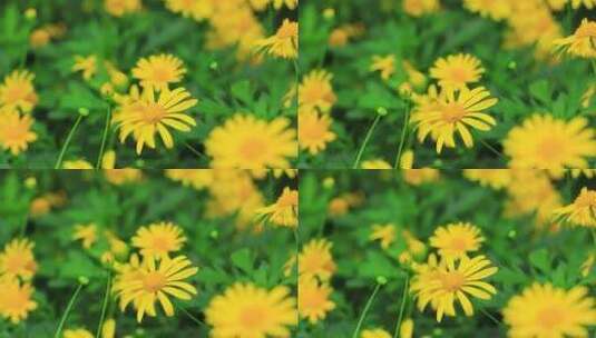 黄金菊，黄色鲜花，满画幅高清在线视频素材下载