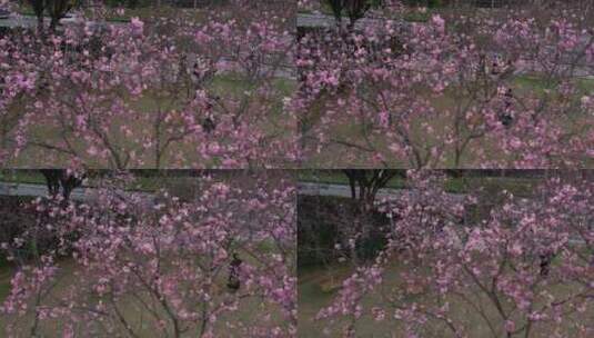 樱花盛开航拍高清在线视频素材下载