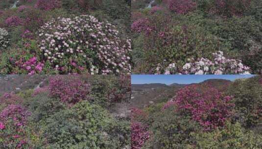 航拍贵州百里杜鹃景区花草蓝天白云高清在线视频素材下载