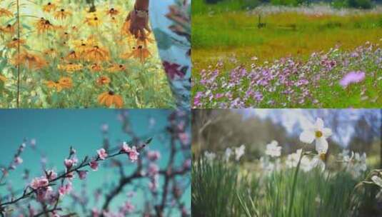 春天了各种各样的花朵都开花了高清在线视频素材下载