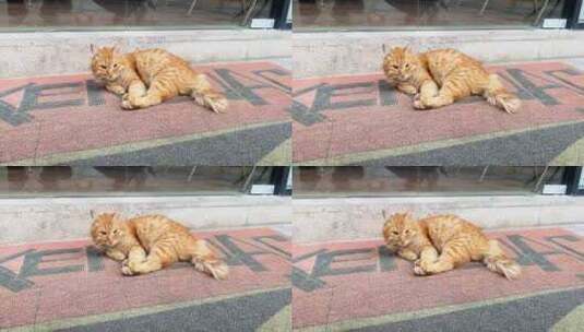 动物橘猫睡觉高清在线视频素材下载